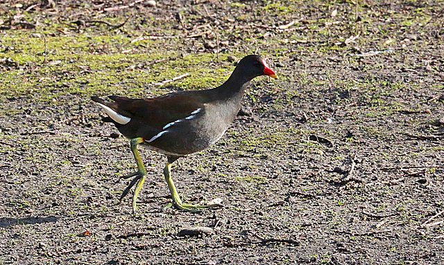 20140214 0119VAw [D-OB] Teichhuhn, Kaisergarten, Oberhausen