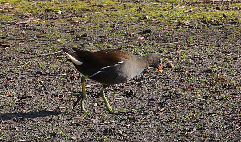 20140214 0118VAw [D-OB] Teichhuhn (Gallinula chloropus), Kaisergarten, Oberhausen