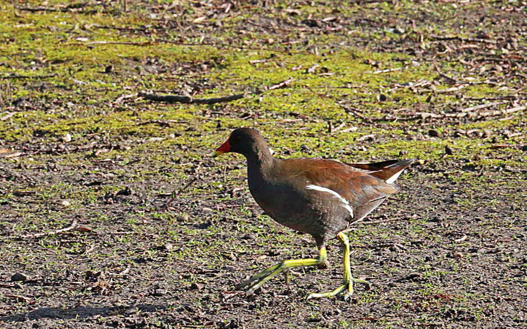 20140214 0116VAw [D-OB] Teichhuhn (Gallinula chloropus), Kaisergarten, Oberhausen