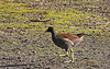 20140214 0116VAw [D-OB] Teichhuhn (Gallinula chloropus), Kaisergarten, Oberhausen