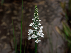 Gymnadeniopsis nivea (Snowy orchid)