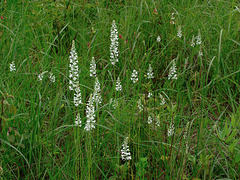 Gymnadeniopsis nivea (Snowy orchid)