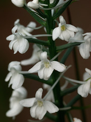 Gymnadeniopsis nivea (Snowy orchid)