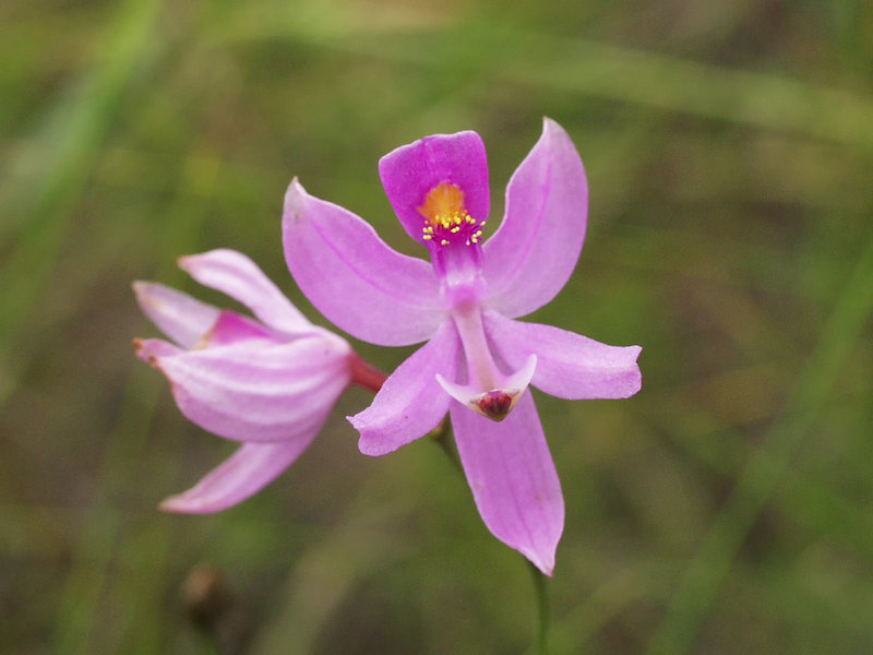 Calopogon pallidus (Pale Grass-Pink orchid)