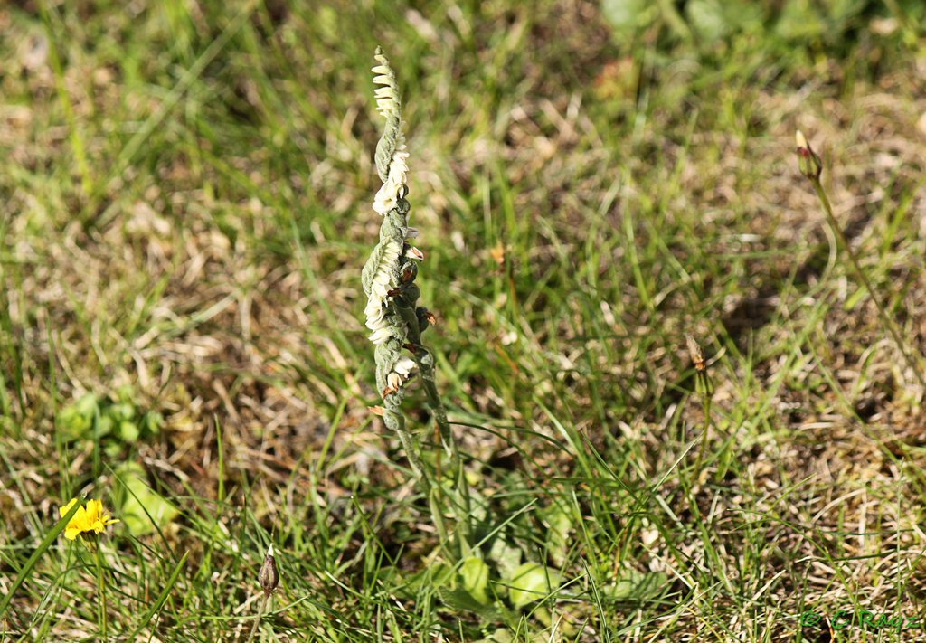 Autumn Lady's-tresses - Spiranthes spiralis