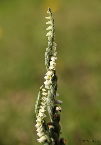 Autumn Lady's-tresses