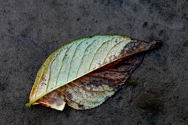 The Fallen Leaf, Part Two