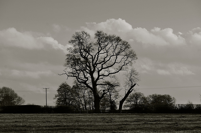 Staffordshire fields, Haughton