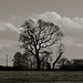 Staffordshire fields, Haughton