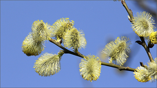 Fleurs de saule