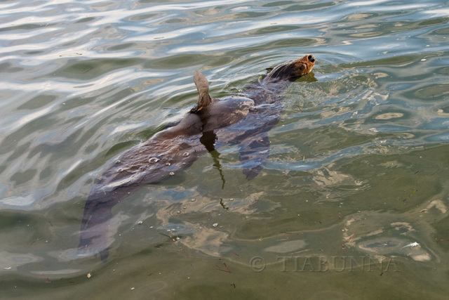 Australian Fur Seal