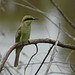 20090709-P1250934 Little green bee-eater