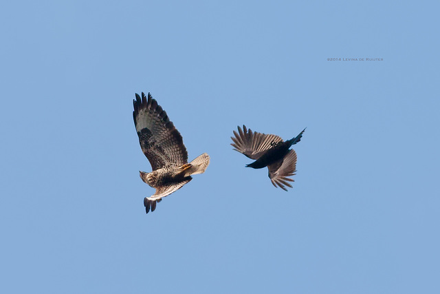 Common Buzzard / Buizerd (Buteo buteo)