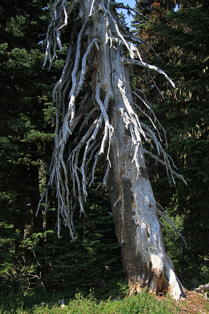 Dead Tree