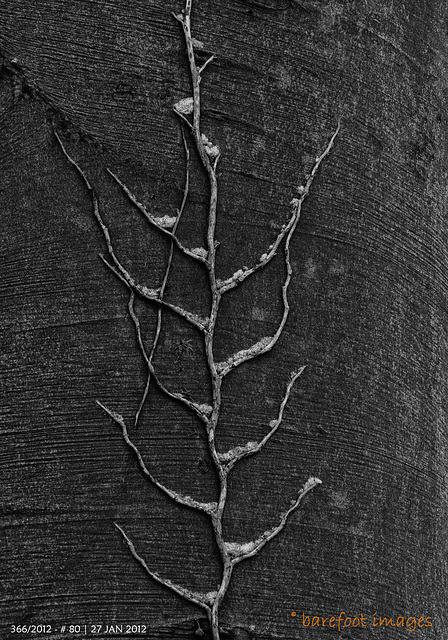 80|366: Ivy pattern - Efeumuster