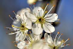 Fleurs d'aubépine