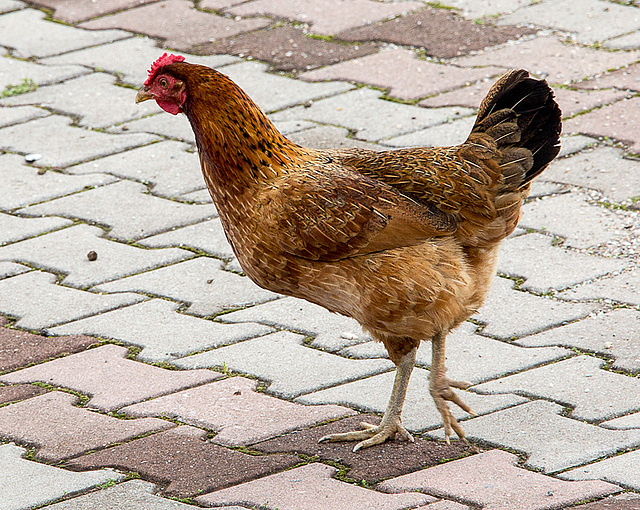 20140308 0700VRAw [TR] Huhn, Manavgat, Türkei