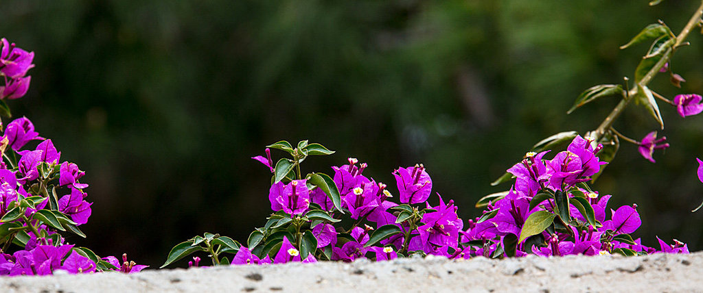 20140308 0698VRAw [TR] Drillingsblume (Bougainvillea glabra), Manavgat