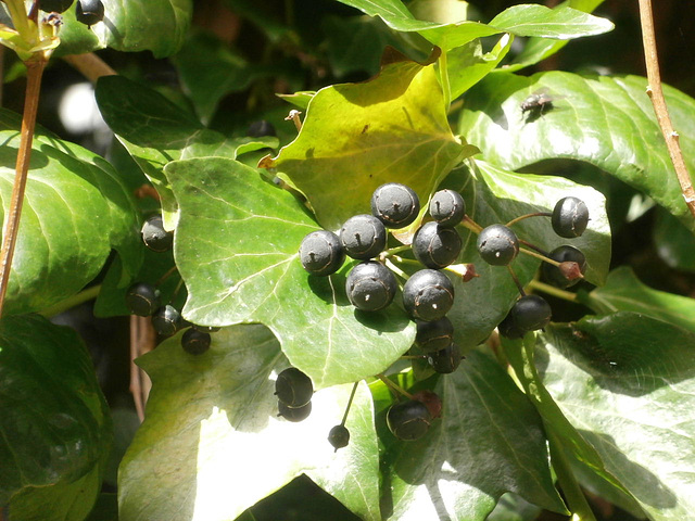 Some ivy berries