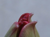 The tulip is starting to open