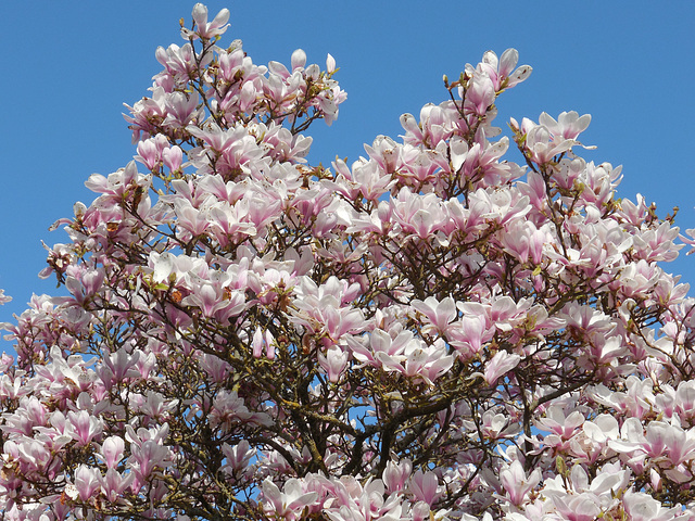 le printemps explose