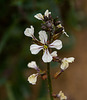 20140308 0681VRAw [TR] Senfrauke (Eruca vesicaria), Manavgat