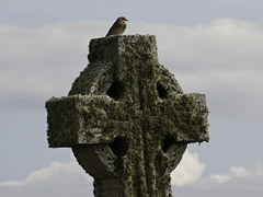 Celtic Cross with bird