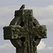 Celtic Cross with bird