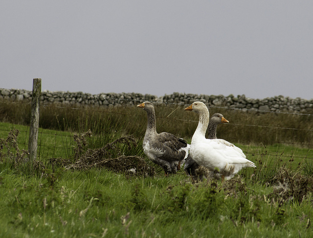 Geese on Lundy Island