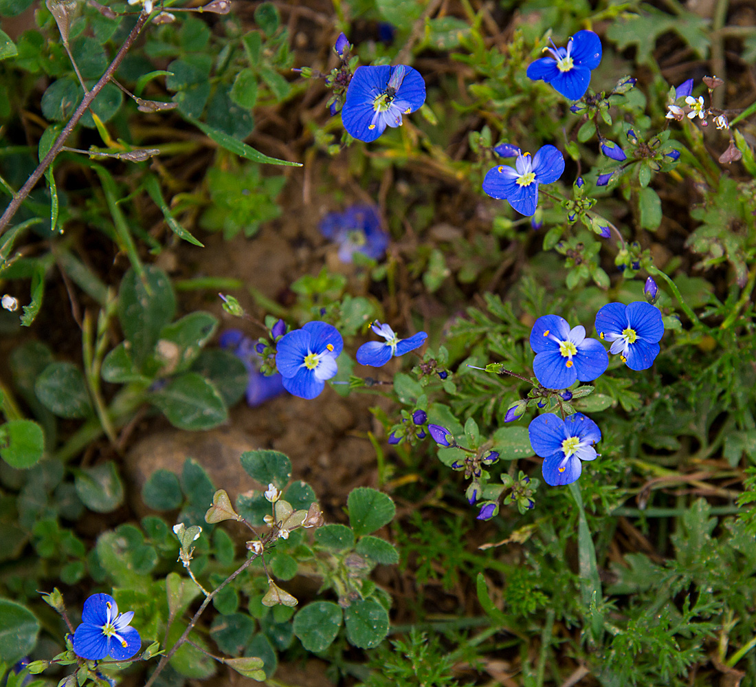 20140308 0666VRAw [TR] Gamander-EHRENPREIS (Veronica chamaedrys), Manavgat