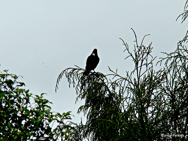 Tui on tree