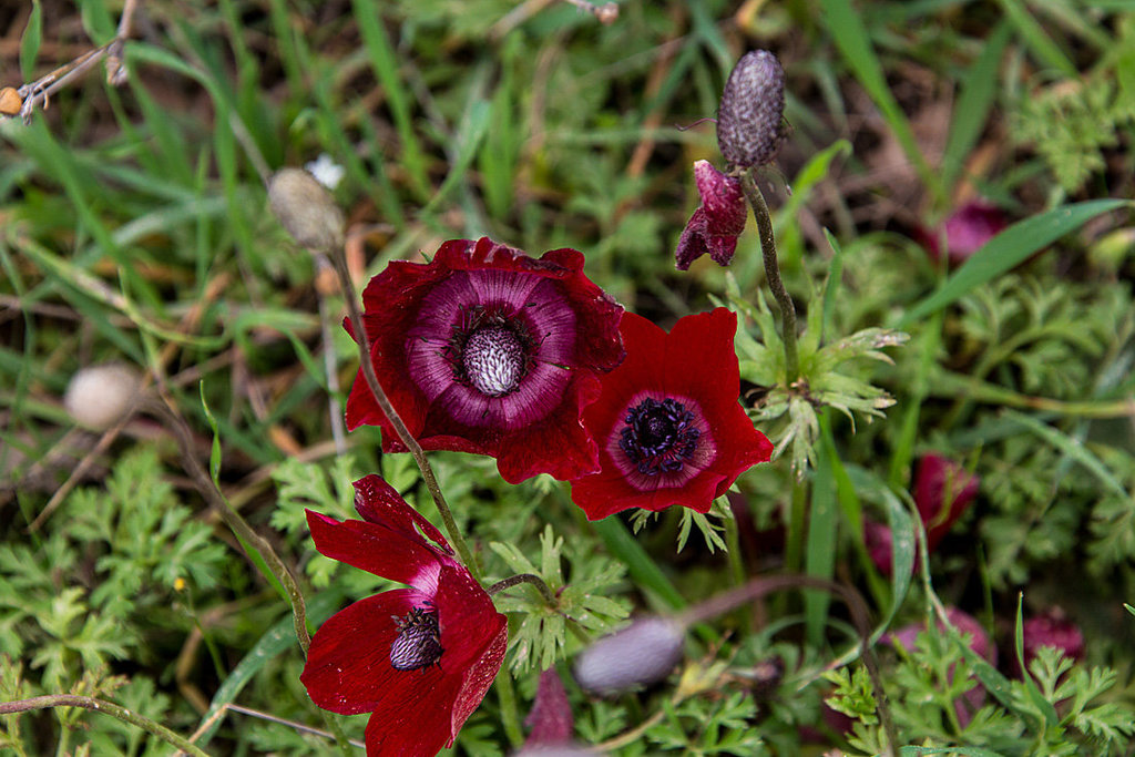 20140308 0665VRAw [TR] Manavgat, Anemone-