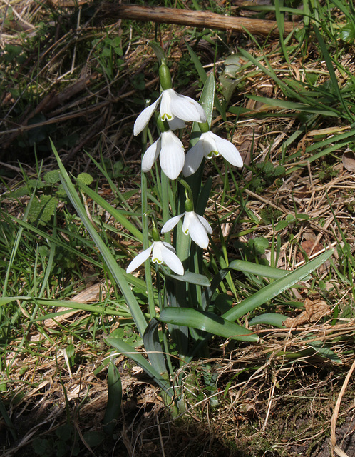 Perce-neige