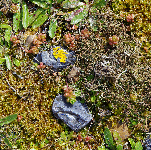 moss, lichen, stonecrop