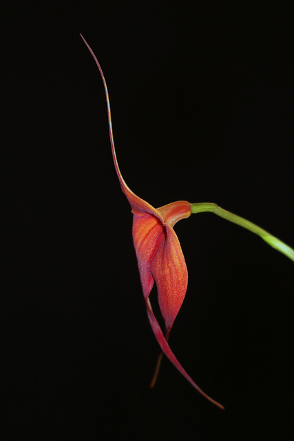 Masdevallia veitchiana