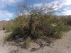 Petroglyph Canyon (115910)