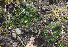 Cardamine hirsute