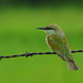 20090713-P1260137 Little green bee-eater