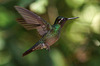 Hummingbird