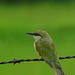 20090713-P1260138 Little green bee-eater