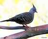 Crested pigeon