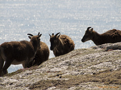 Goat Assembly on Lundy Island