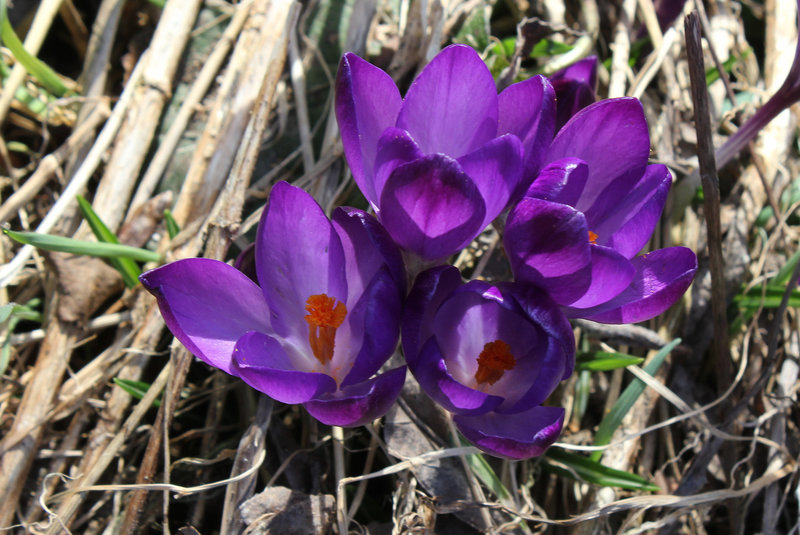 Crocus violet