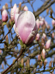 Tulpenmagnolie