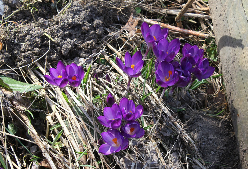 Crocus violet