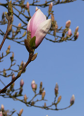 Tulpenmagnolie