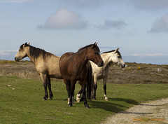 The Threeheaded Pony, Lundy Island