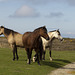 The Threeheaded Pony, Lundy Island