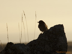 Early Bird - No Worm