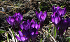 Crocus violet